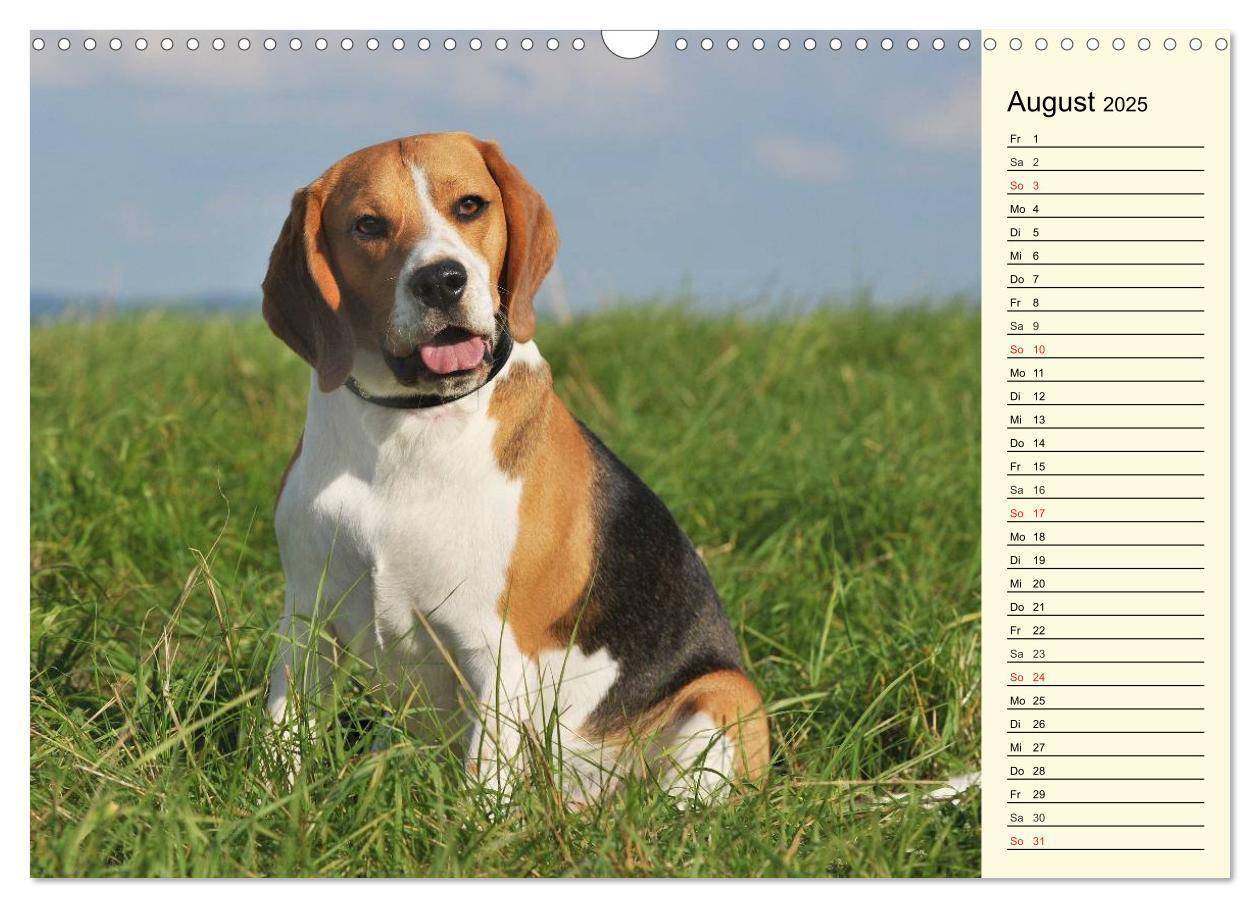 Bild: 9783435541287 | Beagle - Herz auf 4 Pfoten (Wandkalender 2025 DIN A3 quer),...