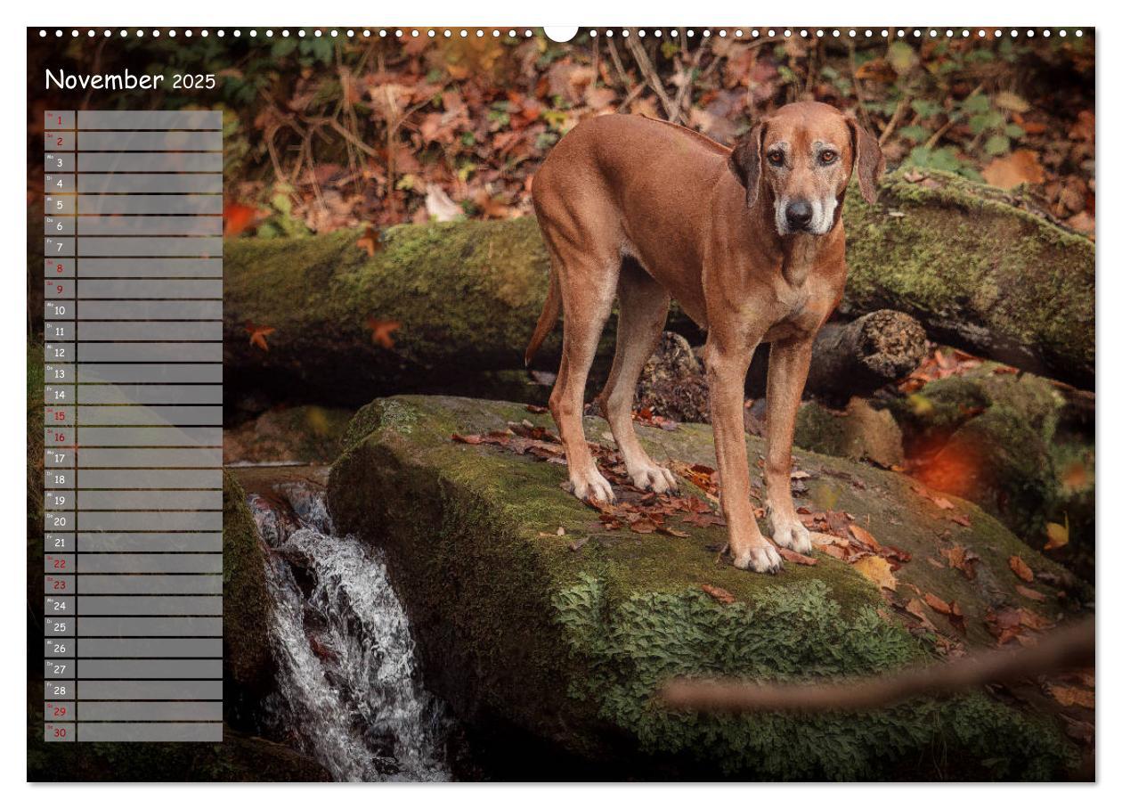 Bild: 9783435352449 | Rhodesian Ridgeback - Herzen auf vier Pfoten (hochwertiger Premium...