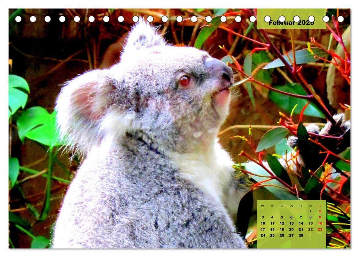 Bild: 9783435049752 | Koalas. Teddy-Alarm! (Tischkalender 2025 DIN A5 quer), CALVENDO...