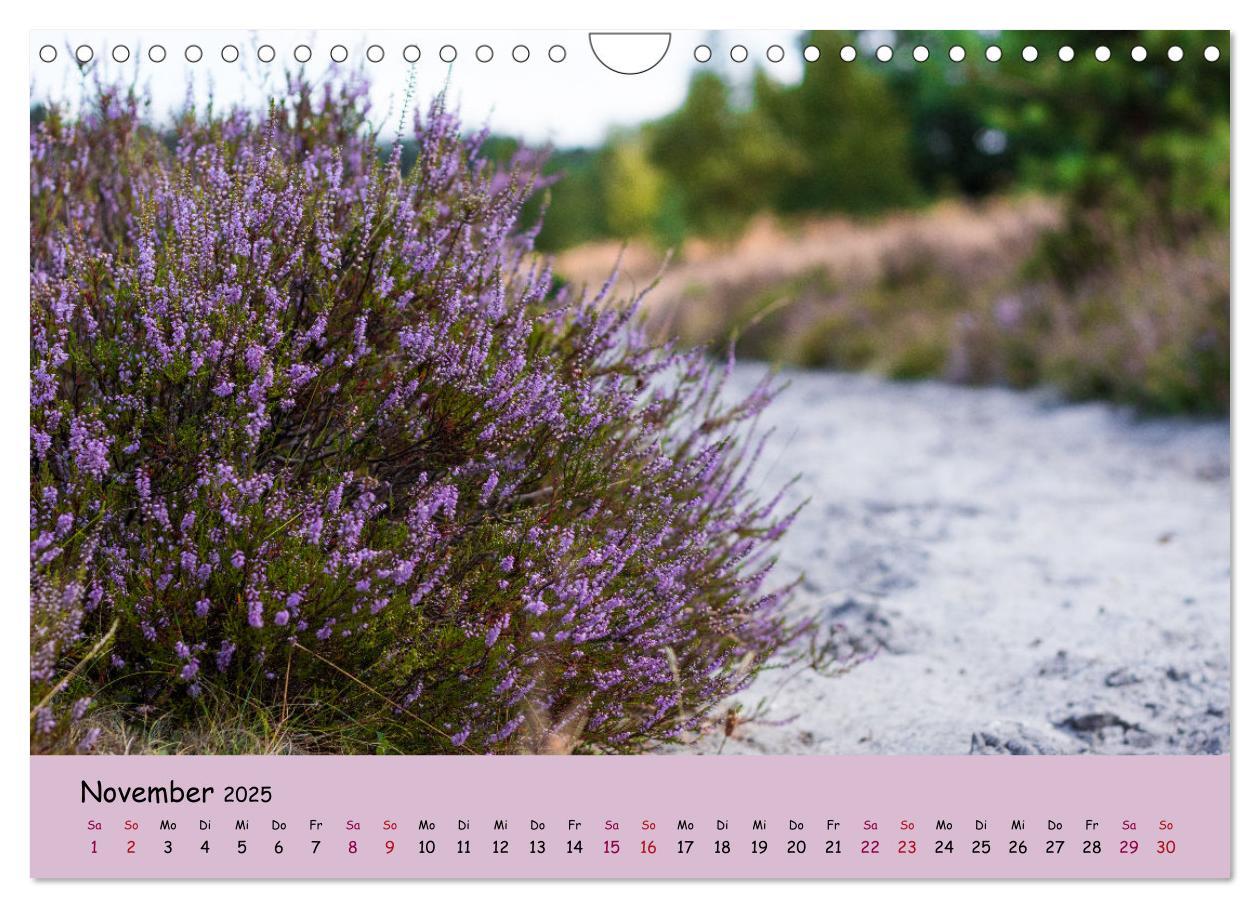 Bild: 9783435030514 | Lüneburger Heide Wege (Wandkalender 2025 DIN A4 quer), CALVENDO...