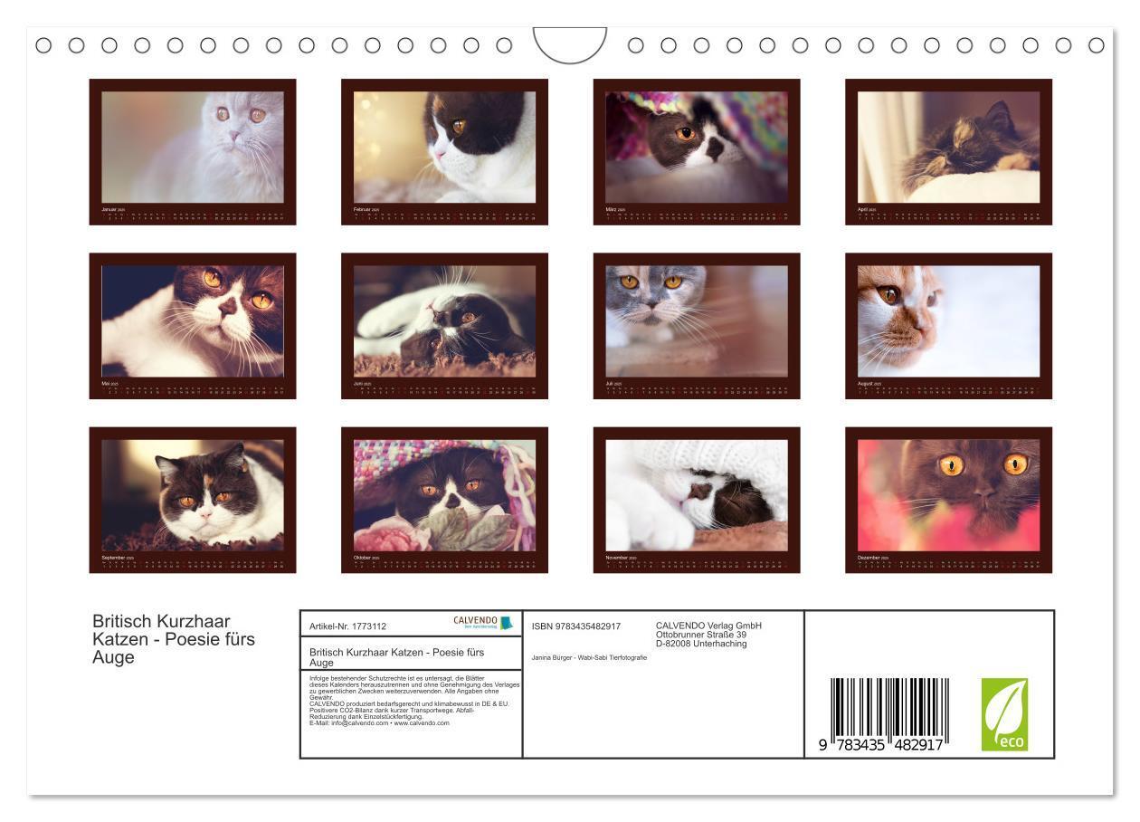 Bild: 9783435482917 | Britisch Kurzhaar Katzen - Poesie fürs Auge (Wandkalender 2025 DIN...