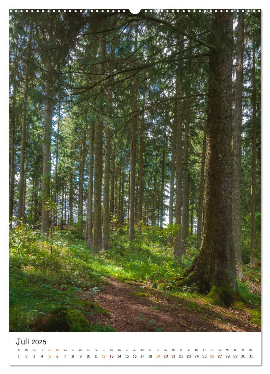 Bild: 9783435882700 | Bäume im Harz (Wandkalender 2025 DIN A2 hoch), CALVENDO Monatskalender