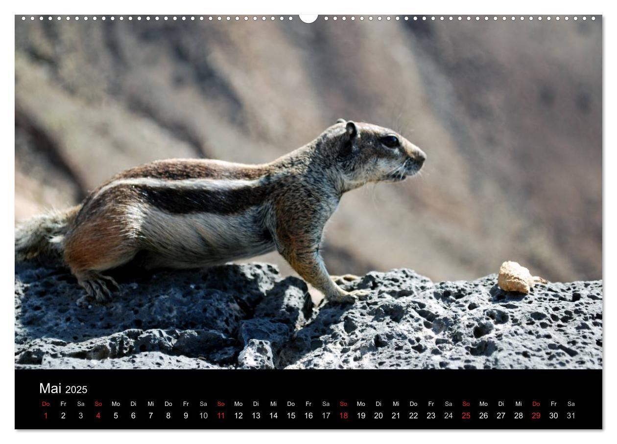 Bild: 9783435824700 | Fuerteventura (Wandkalender 2025 DIN A2 quer), CALVENDO Monatskalender