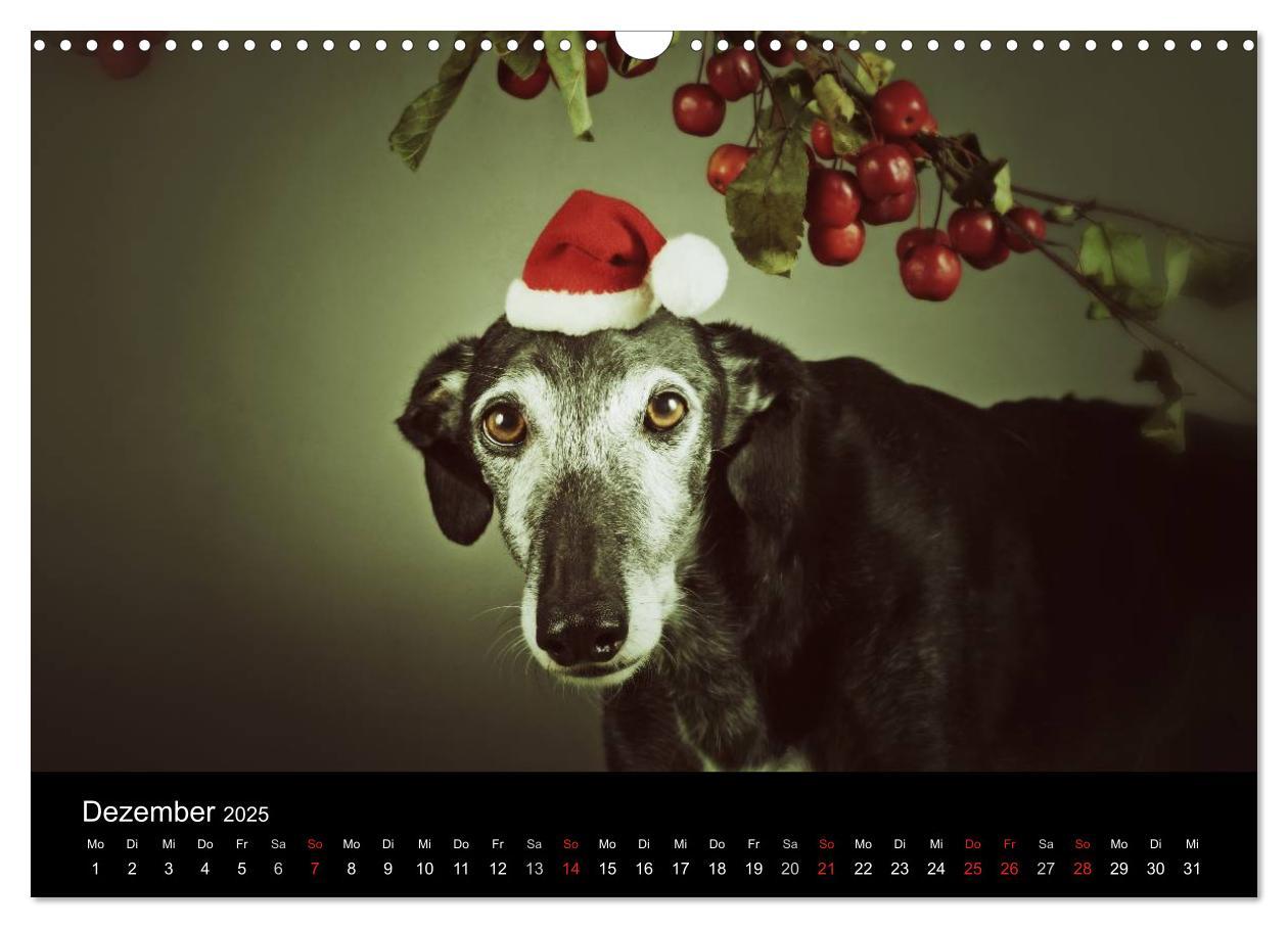 Bild: 9783435775583 | Der Windhundekalender (Wandkalender 2025 DIN A3 quer), CALVENDO...