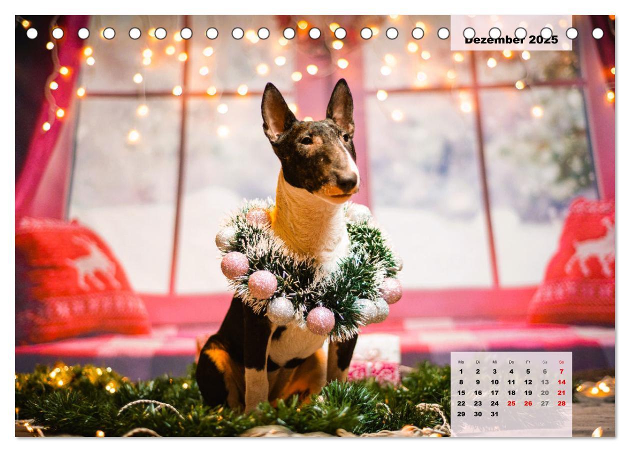 Bild: 9783383946813 | Bullterrier. Freudiges Wesen und Charakter (Tischkalender 2025 DIN...