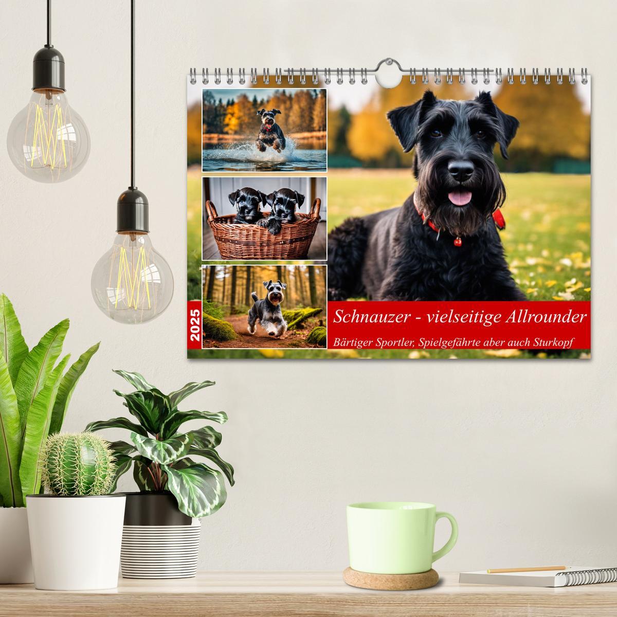 Bild: 9783457016145 | Schnauzer - vielseitige Allrounder (Wandkalender 2025 DIN A4 quer),...