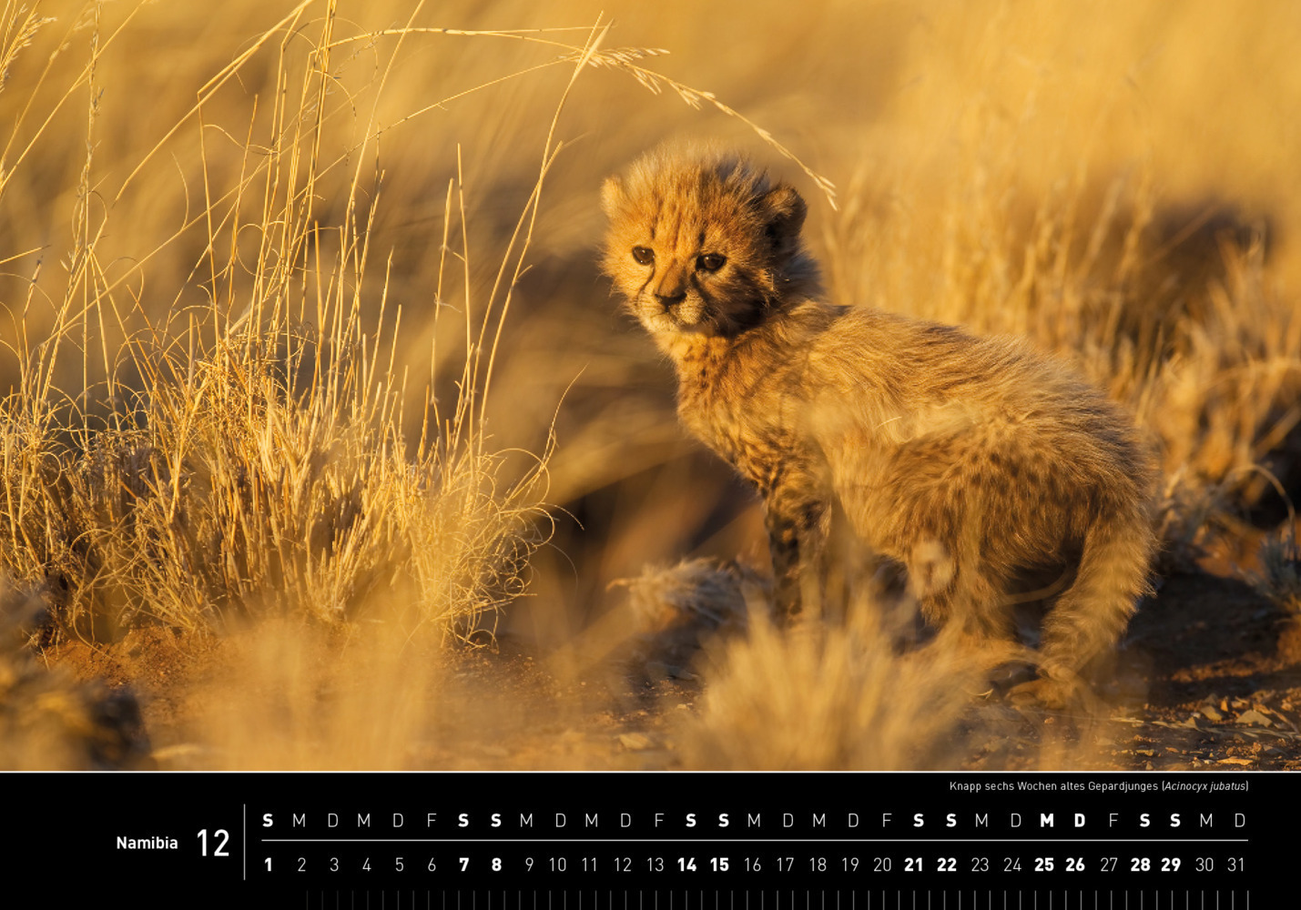 Bild: 9783968553481 | 360° Namibia Premiumkalender 2024 | Thomas Dreßler | Kalender | 2024