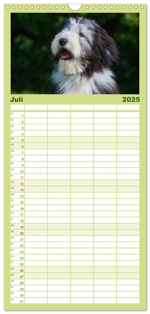 Bild: 9783457125168 | Familienplaner 2025 - Liebenswerter Clown Bearded Collie mit 5...