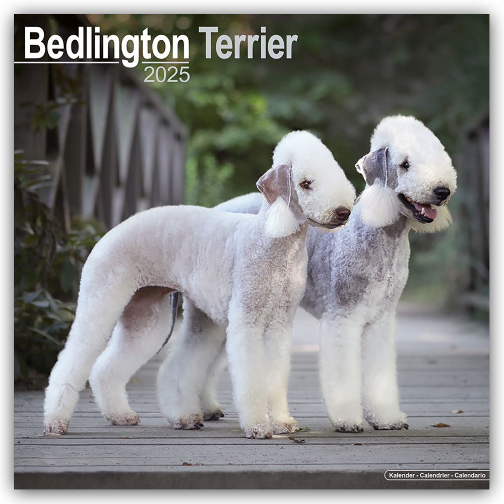 Cover: 9781804603123 | Bedlington Terrier 2025- 16-Monatskalender | Avonside Publishing Ltd.