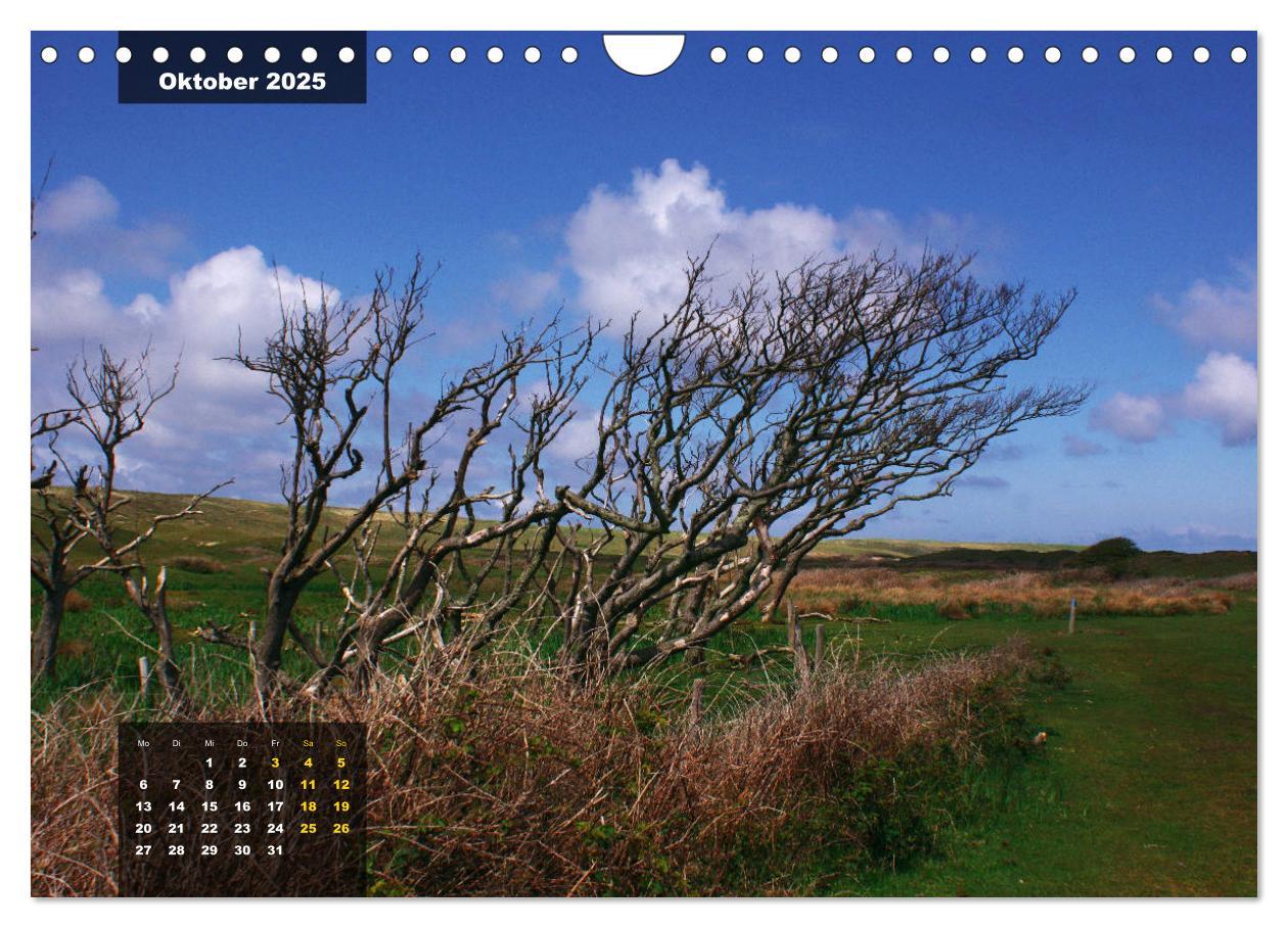 Bild: 9783435331802 | Texel Insel mit Charakter (Wandkalender 2025 DIN A4 quer), CALVENDO...