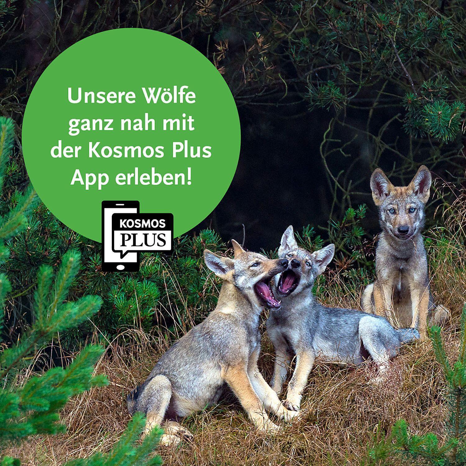 Bild: 9783440169872 | Wölfe | Unterwegs mit dem Tierfotografen Axel Gomille | Axel Gomille