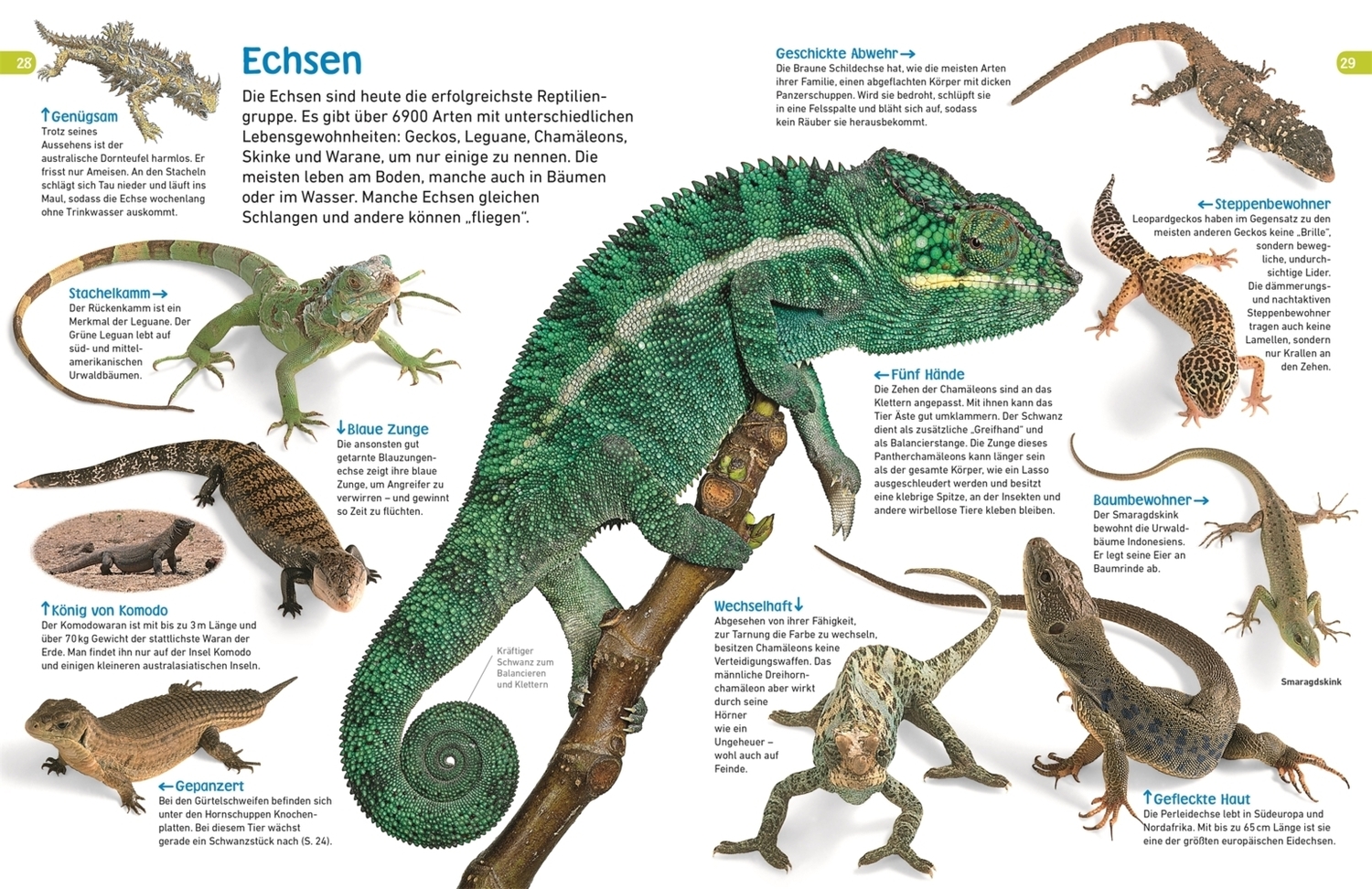 Bild: 9783831042630 | memo Wissen entdecken. Reptilien | Colin McCarthy | Buch | 72 S.