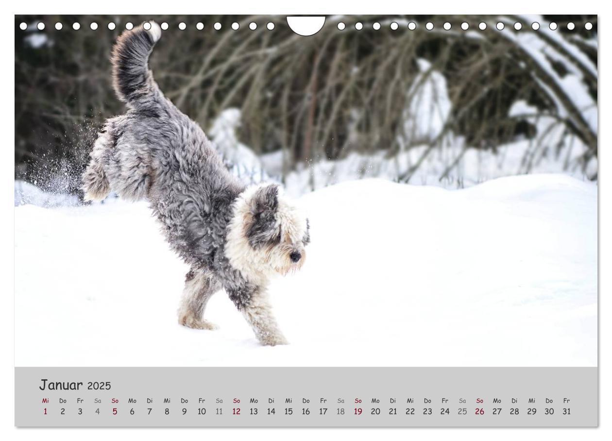 Bild: 9783435608393 | Ein Bobtail namens Miles (Wandkalender 2025 DIN A4 quer), CALVENDO...