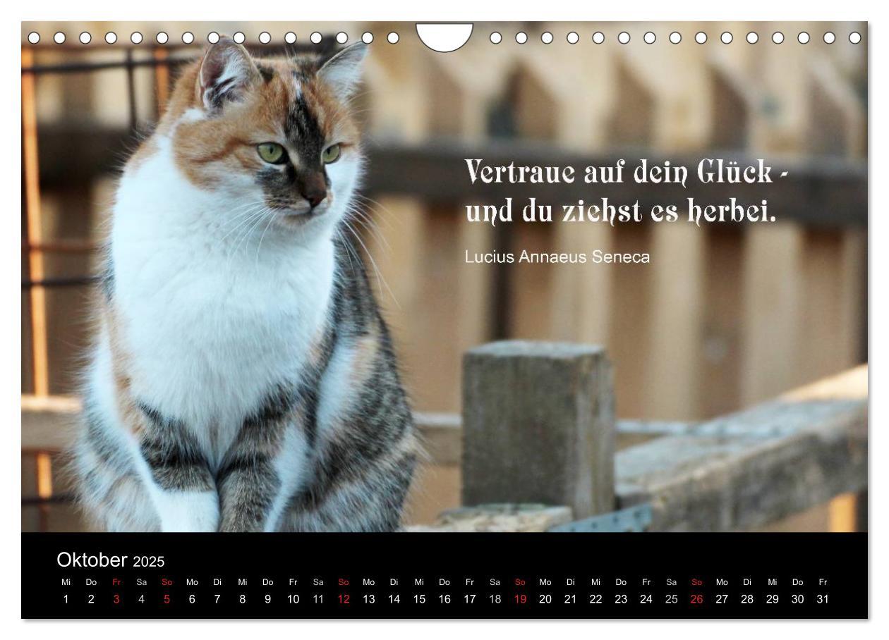 Bild: 9783435656509 | Glückskatze - Mit Zitaten zum Thema Glück (Wandkalender 2025 DIN A4...