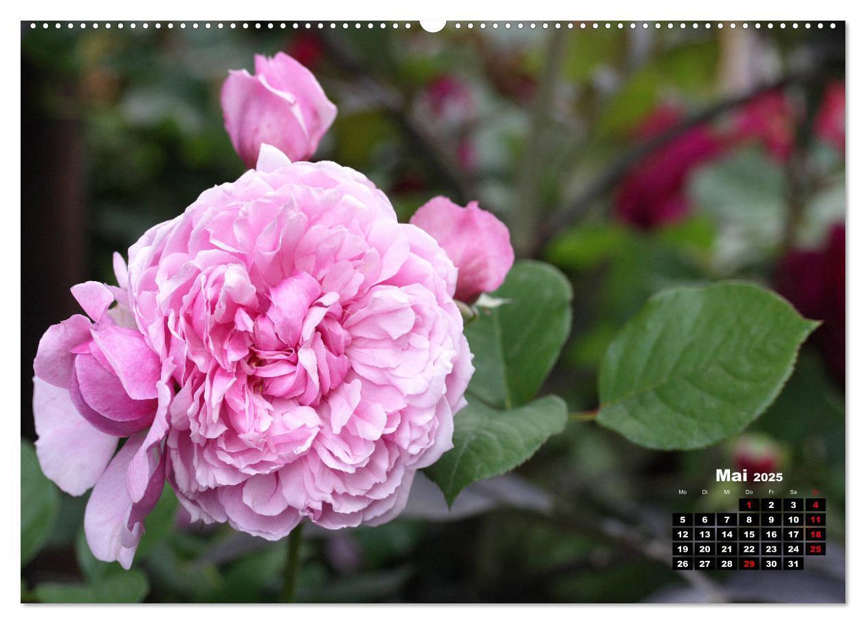 Bild: 9783435234356 | Magie der Rosen (Wandkalender 2025 DIN A2 quer), CALVENDO...