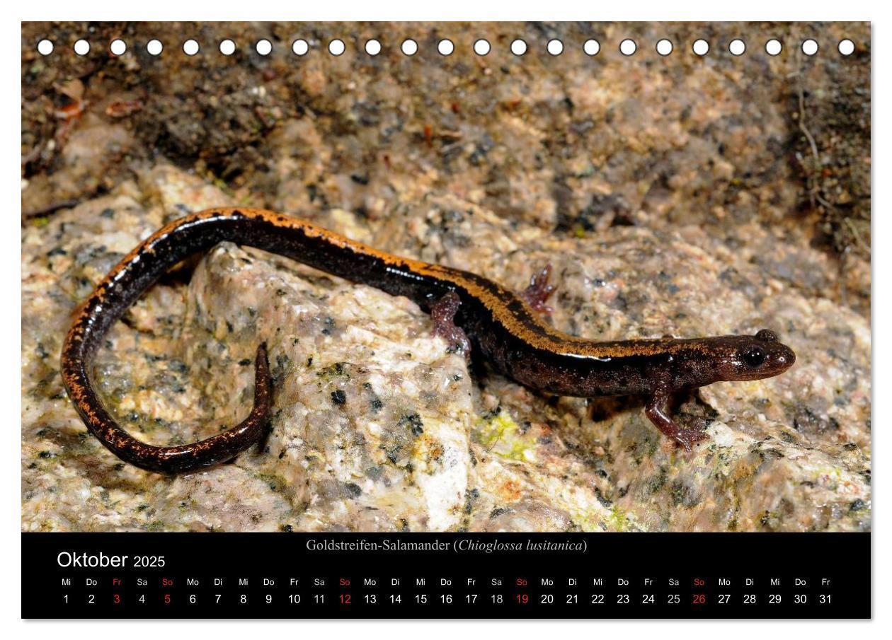 Bild: 9783435771431 | Salamander und Molche (Tischkalender 2025 DIN A5 quer), CALVENDO...