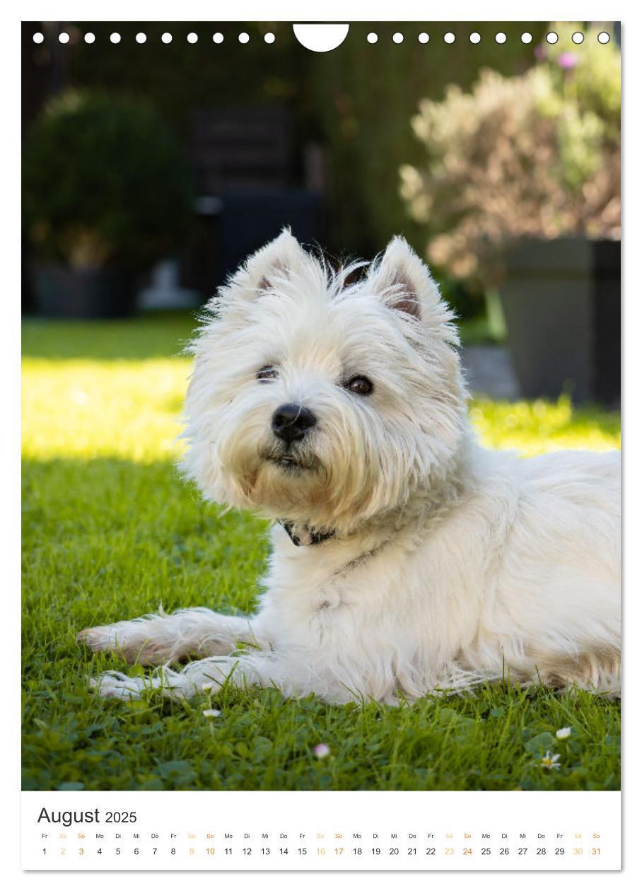 Bild: 9783383796715 | Der Westie - Portrait eines West Highland White Terriers...