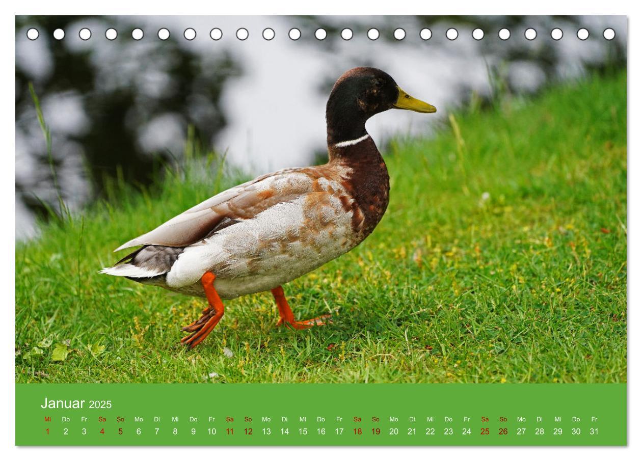 Bild: 9783435019939 | Faszination Enten (Tischkalender 2025 DIN A5 quer), CALVENDO...