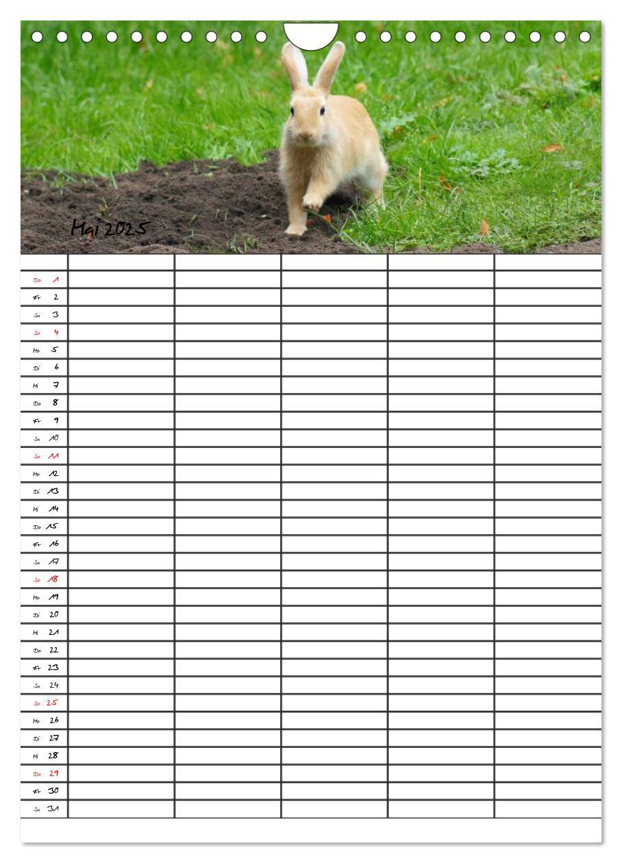 Bild: 9783457026205 | Meerschweinchen und Kaninchen Familienplaner (Wandkalender 2025 DIN...