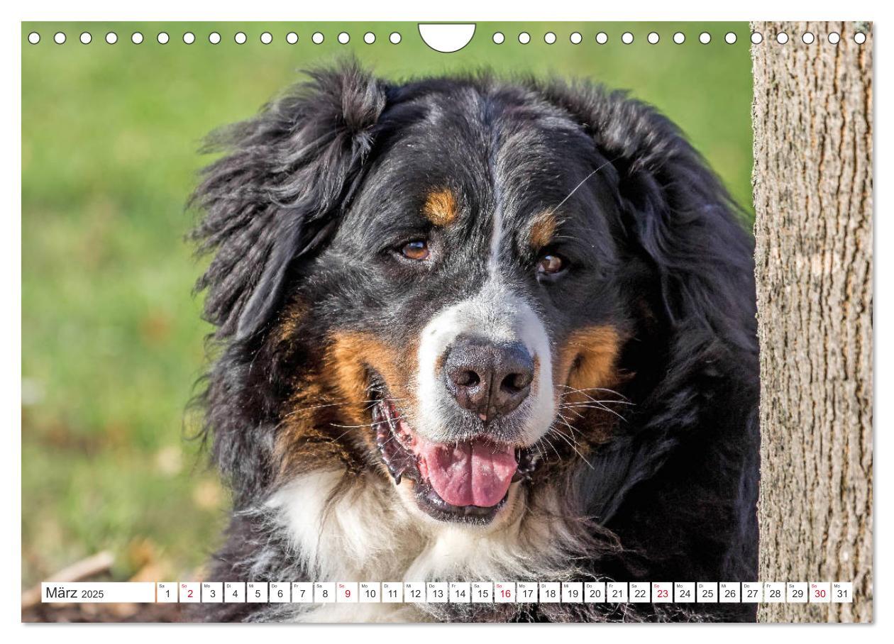 Bild: 9783435327522 | Berner Sennenhunde machen glücklich (Wandkalender 2025 DIN A4...