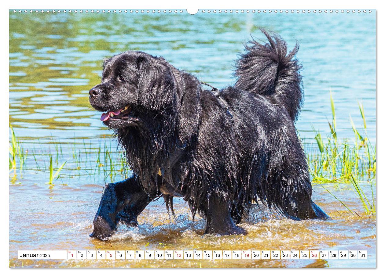 Bild: 9783435305650 | Neufundländer - Das Wasser ist ihr Element (Wandkalender 2025 DIN...