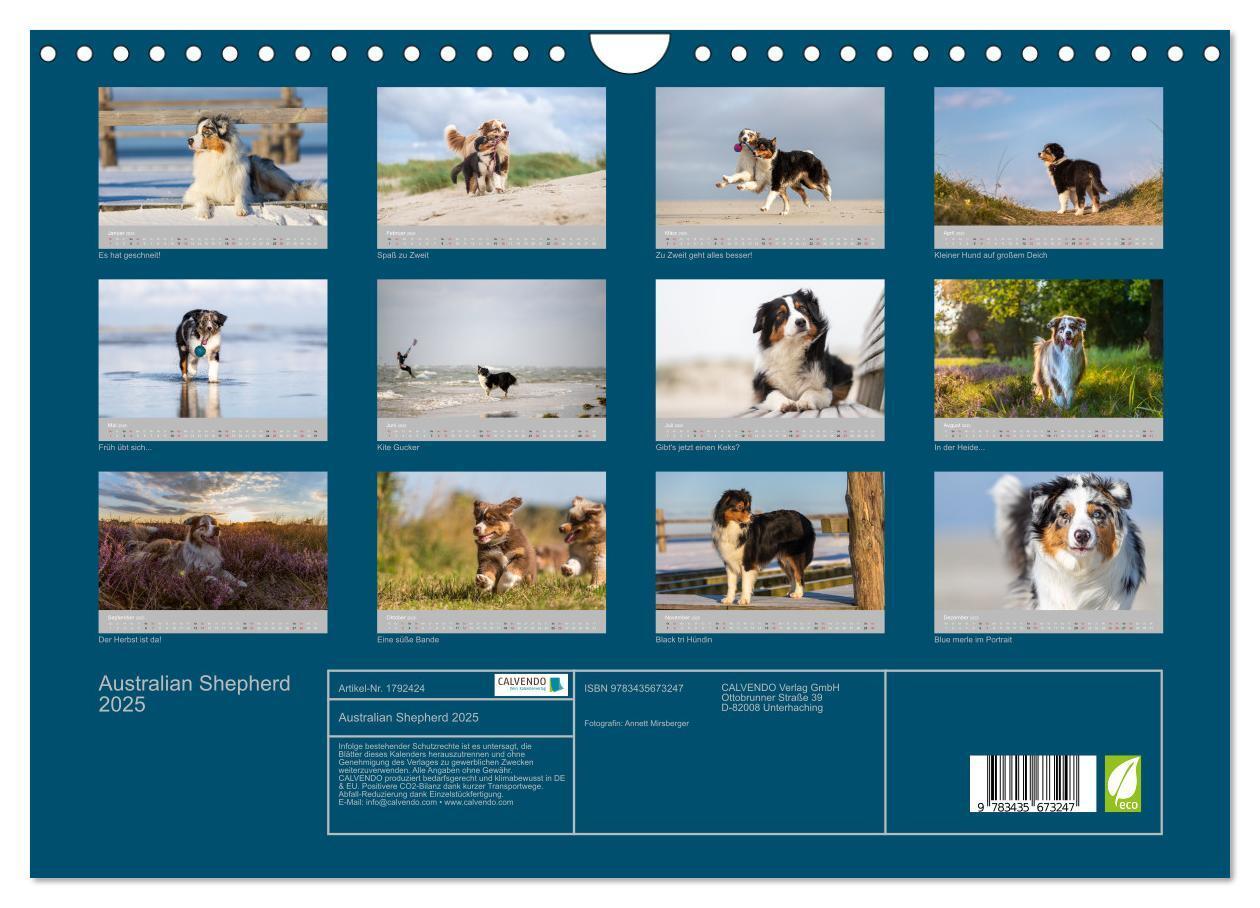 Bild: 9783435673247 | Australian Shepherd 2025 (Wandkalender 2025 DIN A4 quer), CALVENDO...