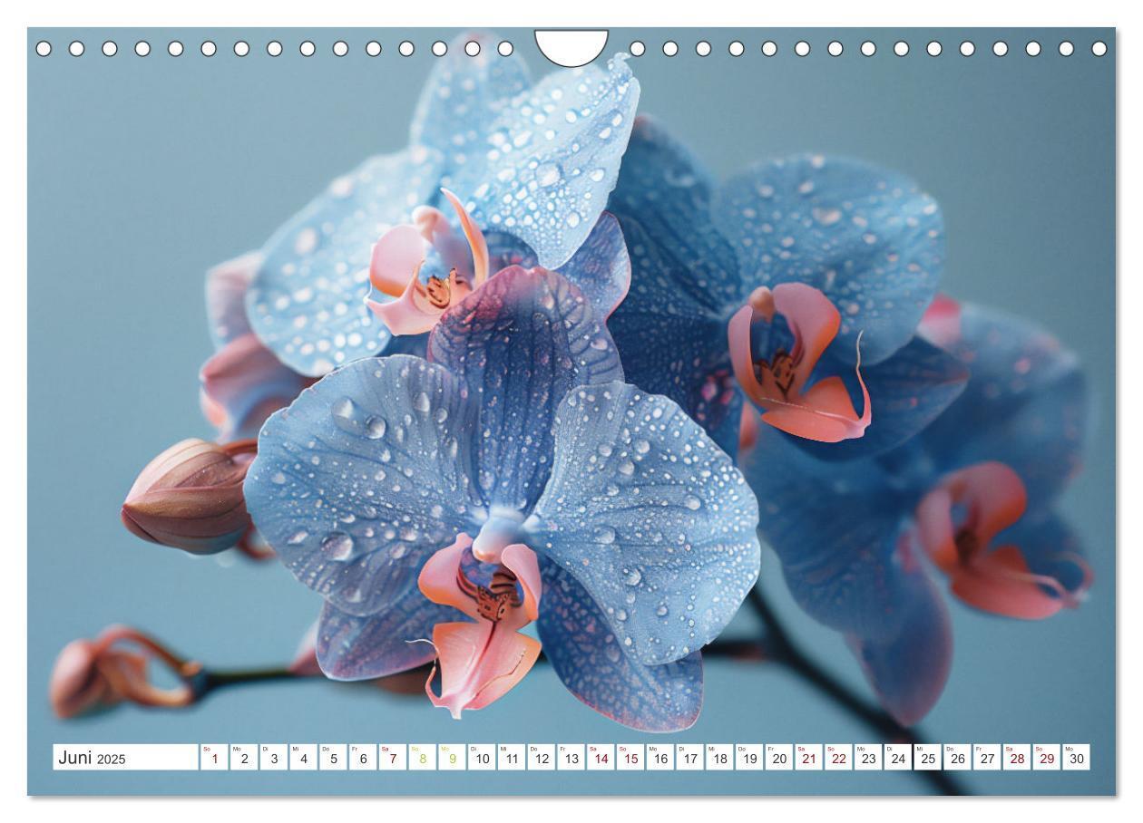 Bild: 9783457165089 | Orchideen - farbenfroh durchs Jahr (Wandkalender 2025 DIN A4 quer),...