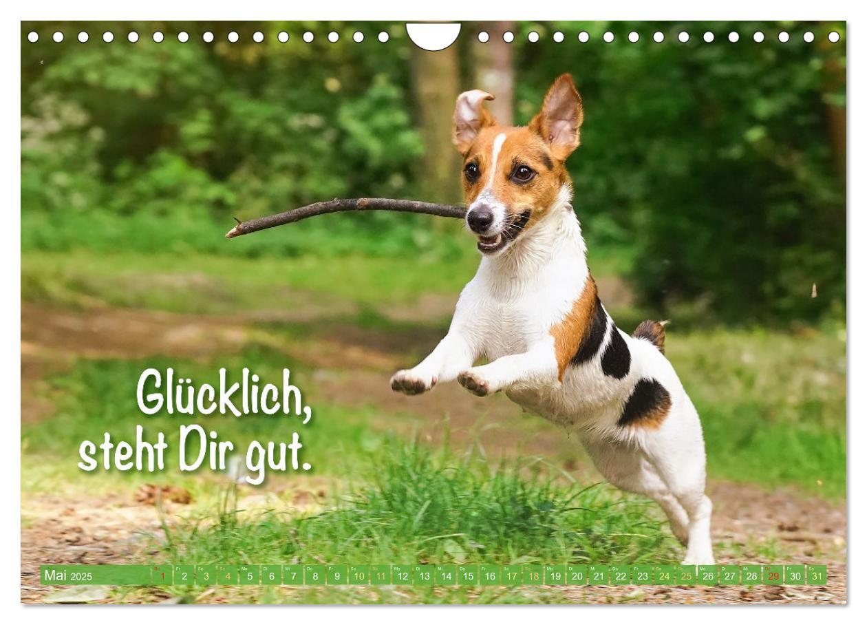 Bild: 9783457199763 | Jack Russell Terrier: flink und verspielt (Wandkalender 2025 DIN A4...