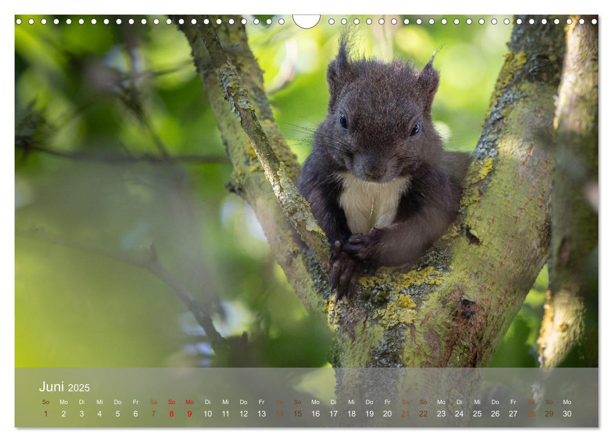 Bild: 9783457177518 | Bezaubernde Eichhörnchen (Wandkalender 2025 DIN A3 quer), CALVENDO...