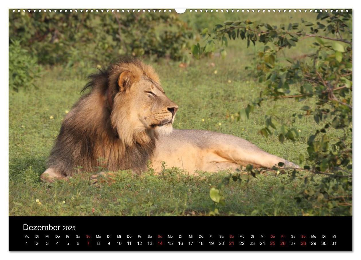 Bild: 9783435837397 | Löwen - Könige der Tiere (Wandkalender 2025 DIN A2 quer), CALVENDO...