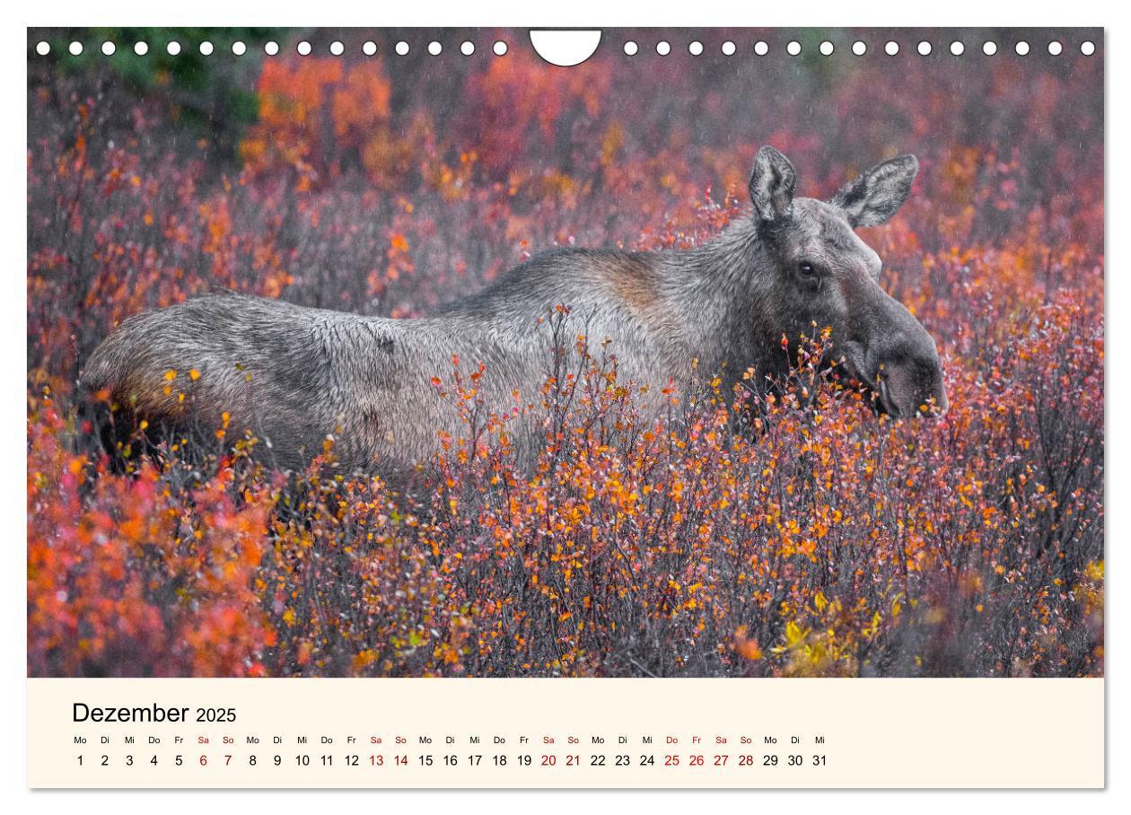 Bild: 9783435129669 | Der Elch - König des Nordens (Wandkalender 2025 DIN A4 quer),...