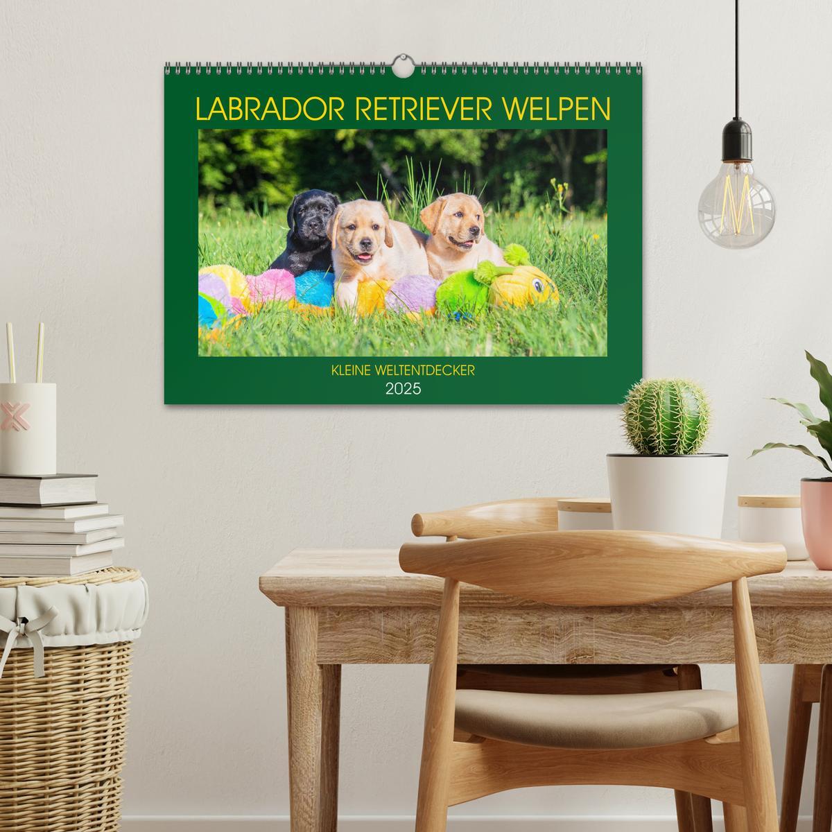 Bild: 9783435211258 | Labrador Retriever Welpen - Kleine Weltentdecker (Wandkalender 2025...