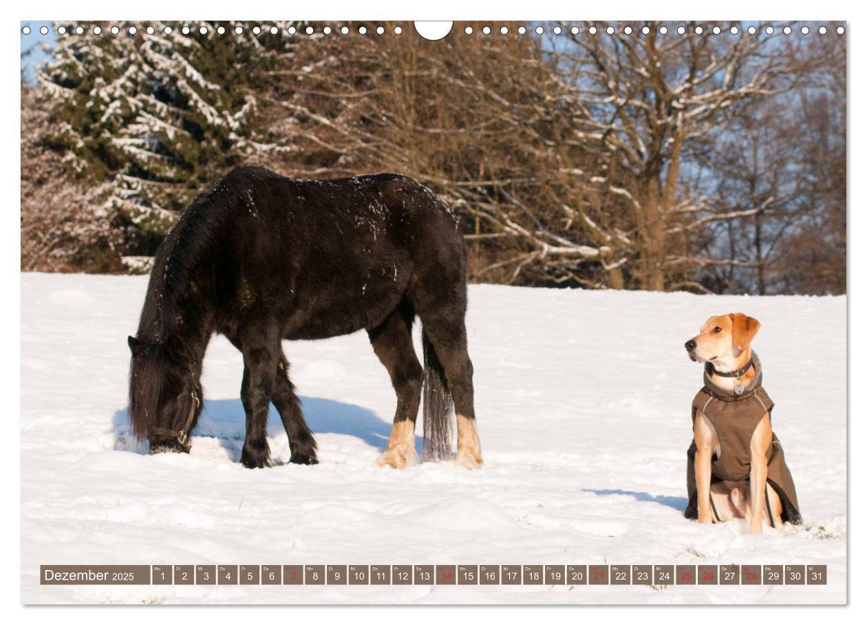 Bild: 9783435274499 | Pferd und Hund - Vierbeinige Freunde (Wandkalender 2025 DIN A3...