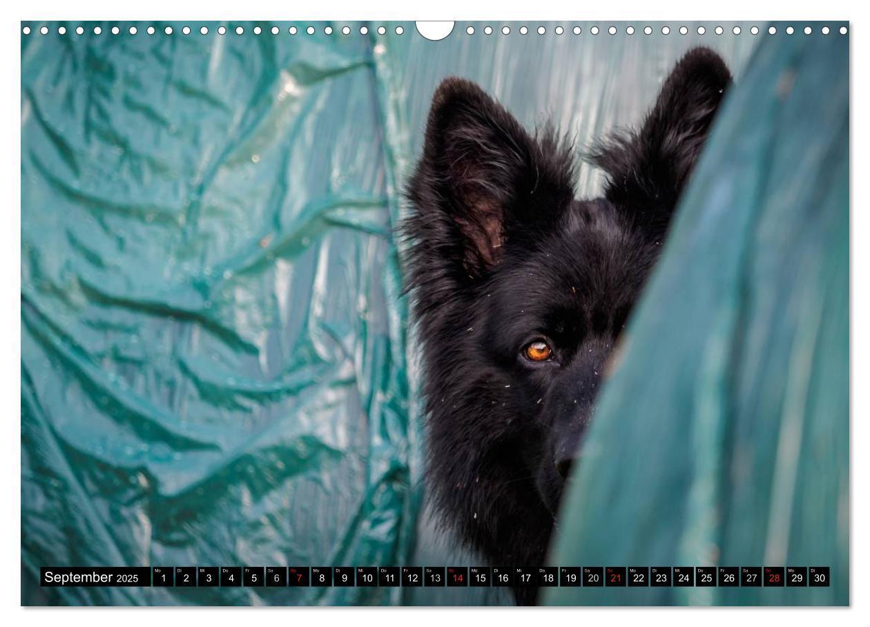 Bild: 9783435572908 | Schwarz ist schön! Der lackschwarze altdeutsche Schäferhund...