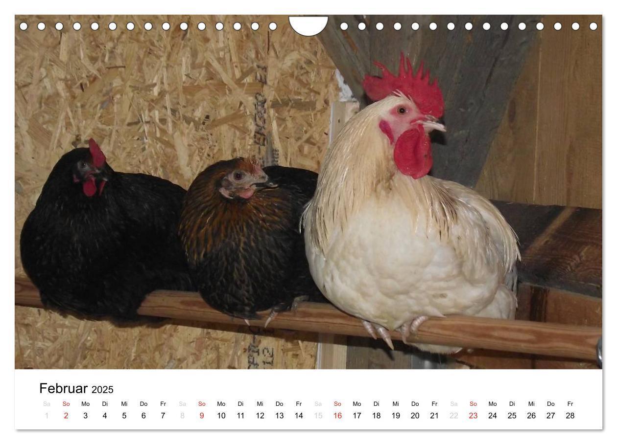 Bild: 9783435663682 | Bauernhoftiere (Wandkalender 2025 DIN A4 quer), CALVENDO...