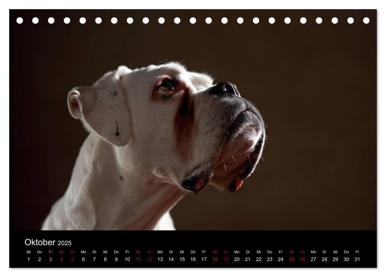 Bild: 9783435435494 | Liebenswerte Boxer (Tischkalender 2025 DIN A5 quer), CALVENDO...