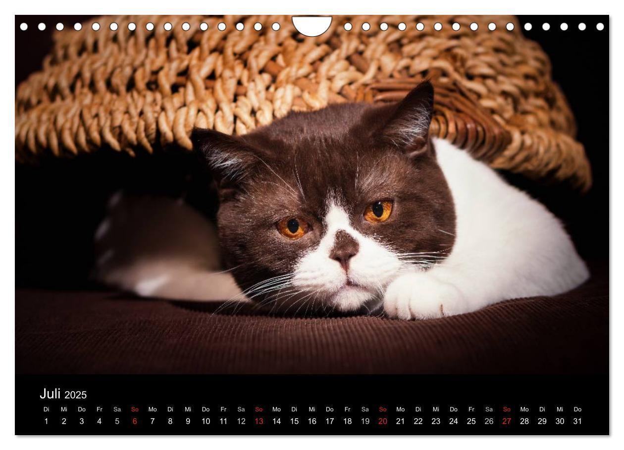 Bild: 9783435488506 | Schokoladige Britisch Kurzhaar Katzen (Wandkalender 2025 DIN A4...