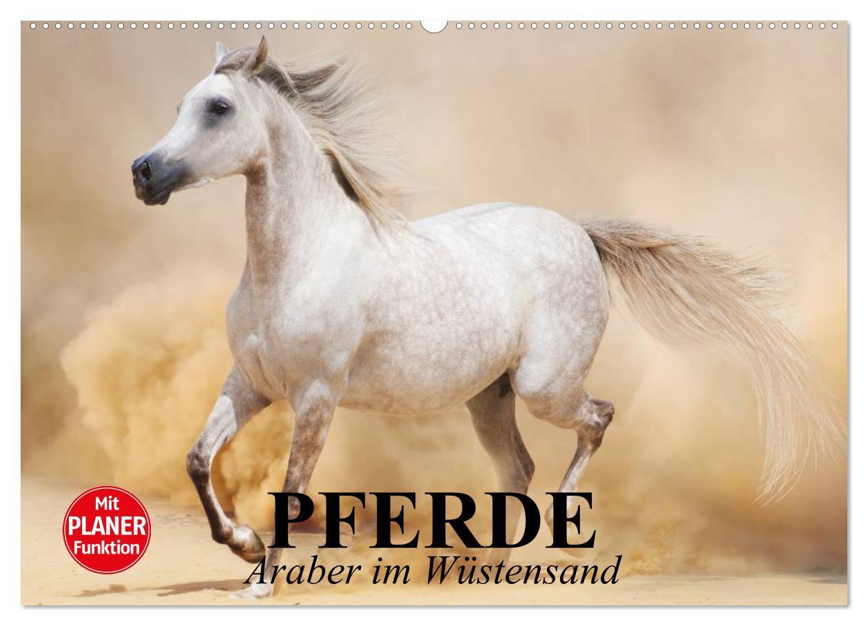 Cover: 9783435549450 | Pferde. Araber im Wüstensand (Wandkalender 2025 DIN A2 quer),...