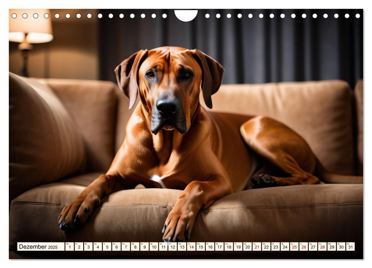 Bild: 9783457146033 | Rhodesian Ridgeback - Athlet mit Rückenkamm (Wandkalender 2025 DIN...