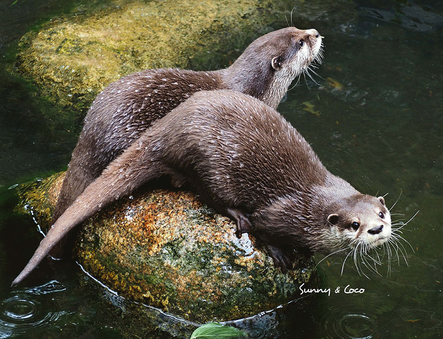 Bild: 9783966648592 | Otter Kalender 2025 Wandkalender | Kalender | Spiralbindung | 14 S.