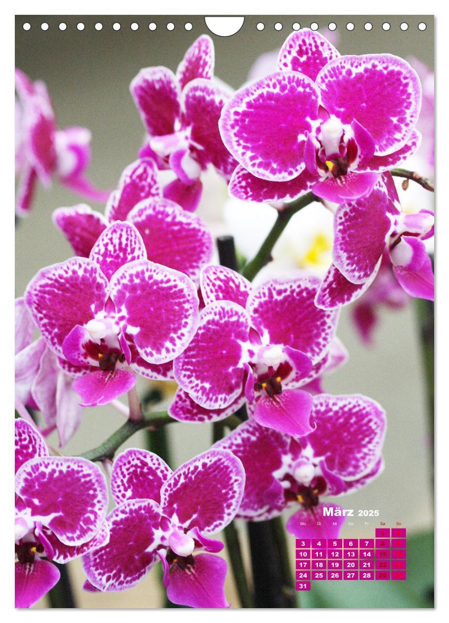 Bild: 9783435903740 | Traumhafte Orchideen (Wandkalender 2025 DIN A4 hoch), CALVENDO...