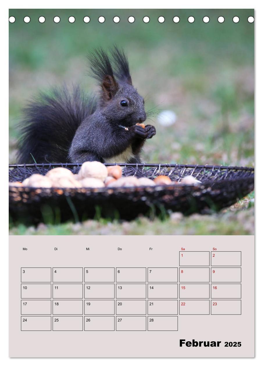 Bild: 9783435991075 | Eichhörnchen - Planer (Tischkalender 2025 DIN A5 hoch), CALVENDO...