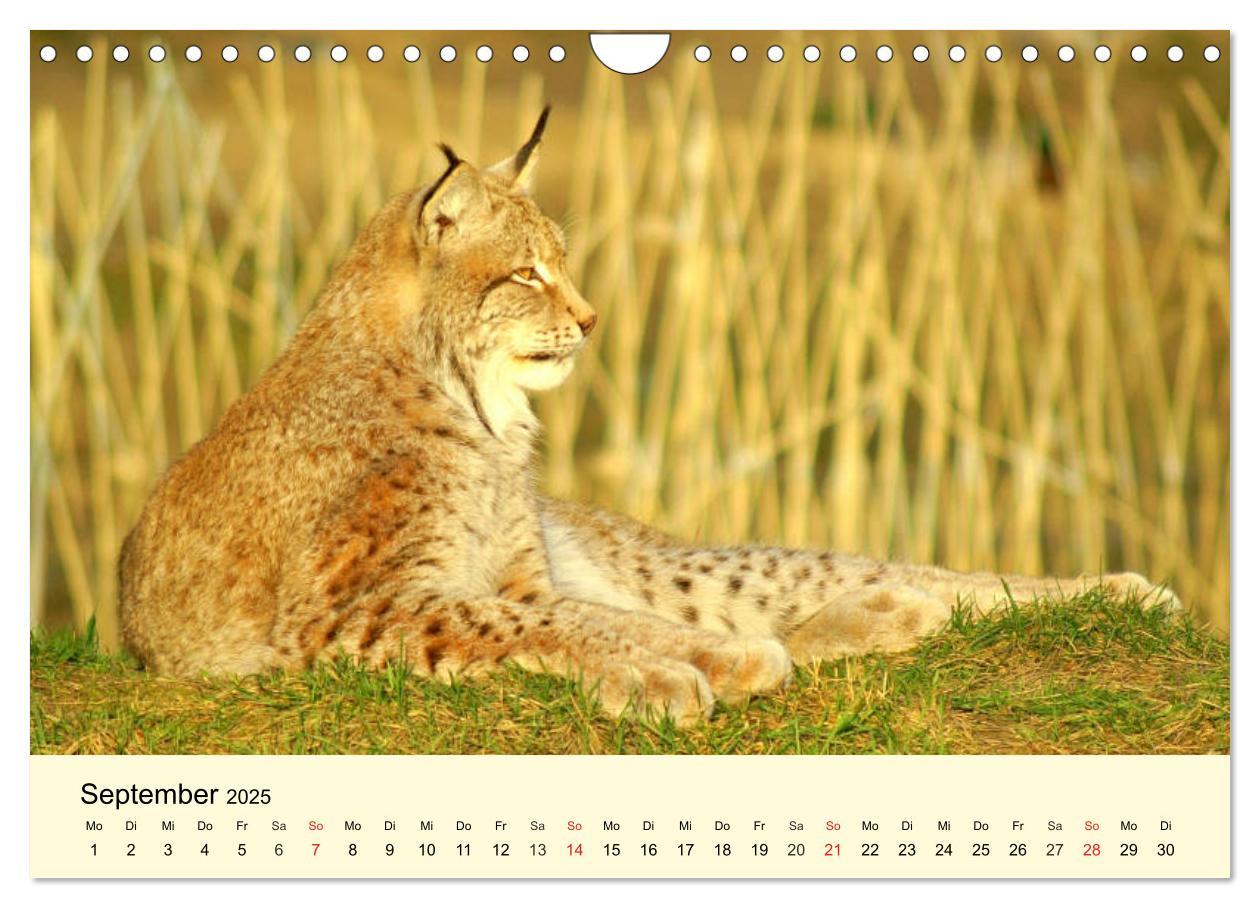 Bild: 9783435176588 | Scheue Wildtiere in heimischen Wäldern und Bergen (Wandkalender...