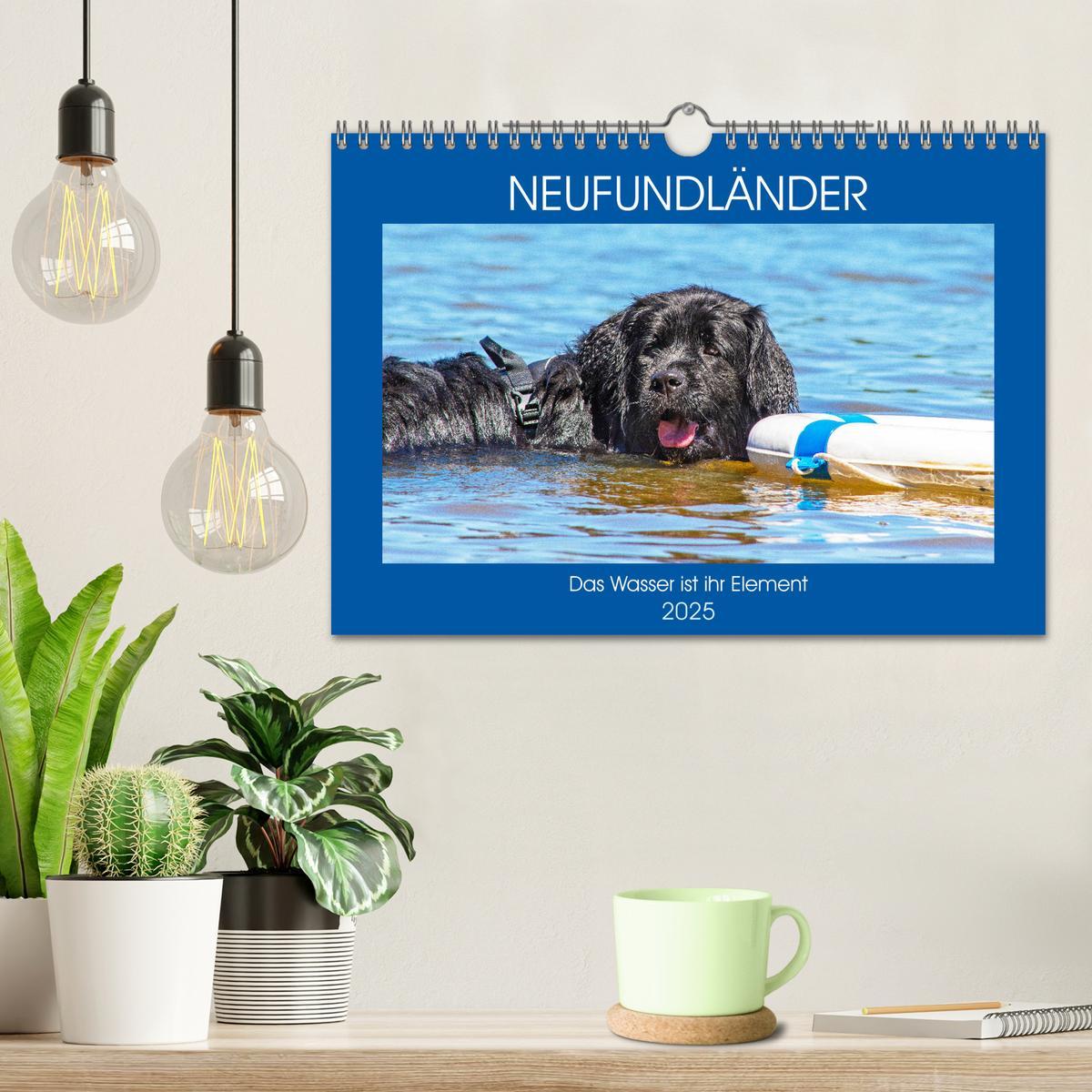 Bild: 9783435306596 | Neufundländer - Das Wasser ist ihr Element (Wandkalender 2025 DIN...