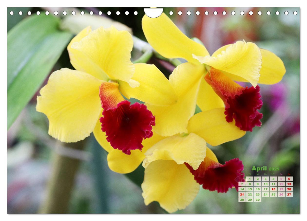 Bild: 9783383915901 | Schönste Orchideen (Wandkalender 2025 DIN A4 quer), CALVENDO...