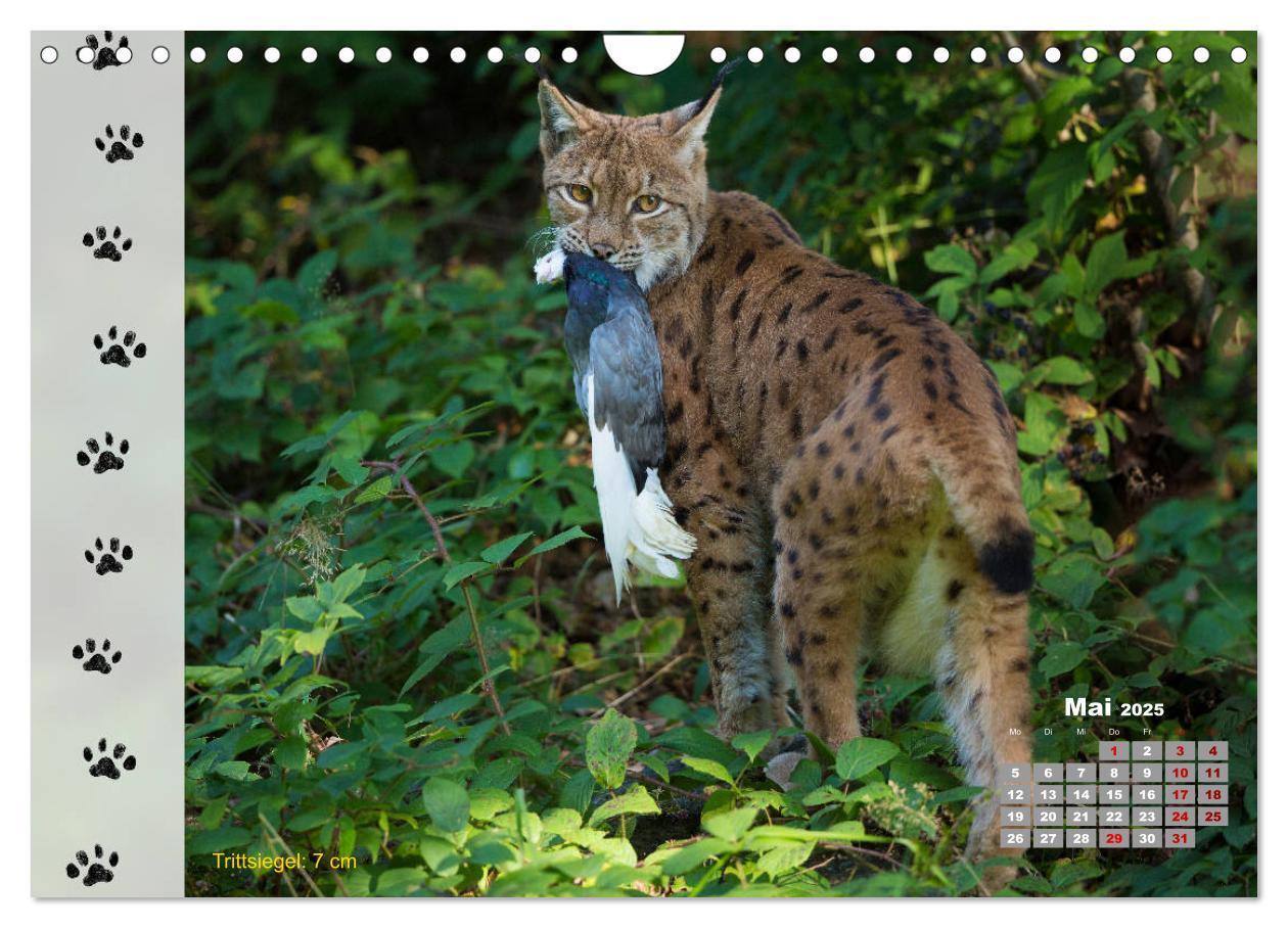 Bild: 9783435384198 | Tierspuren in der Natur (Wandkalender 2025 DIN A4 quer), CALVENDO...