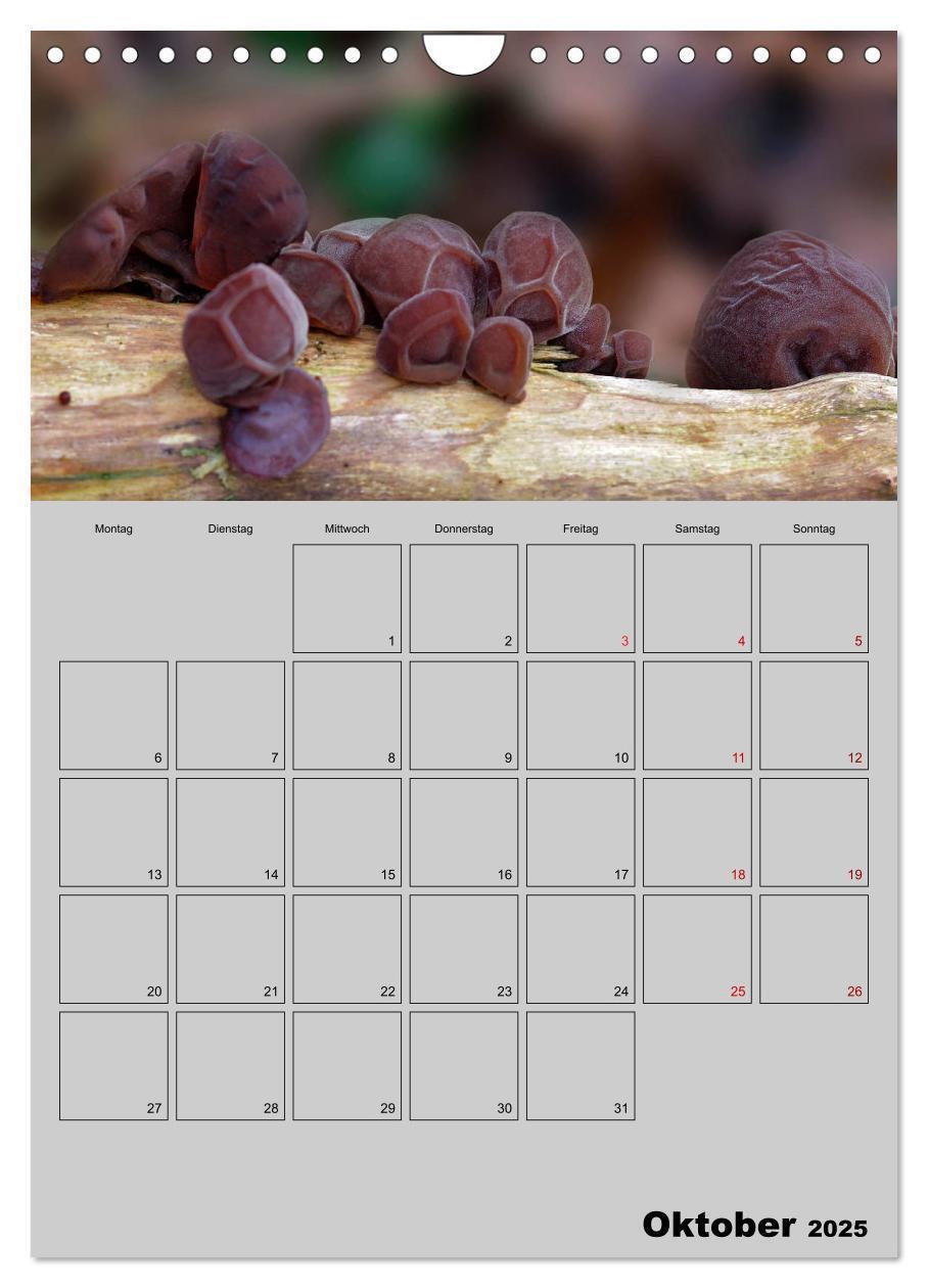 Bild: 9783435943791 | Quer durch die Pilze (Wandkalender 2025 DIN A4 hoch), CALVENDO...