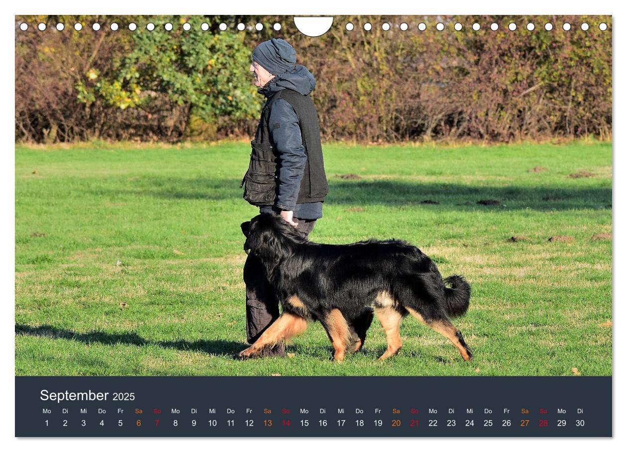 Bild: 9783435150052 | Ein Hovawart, ein Wachhund (Wandkalender 2025 DIN A4 quer),...