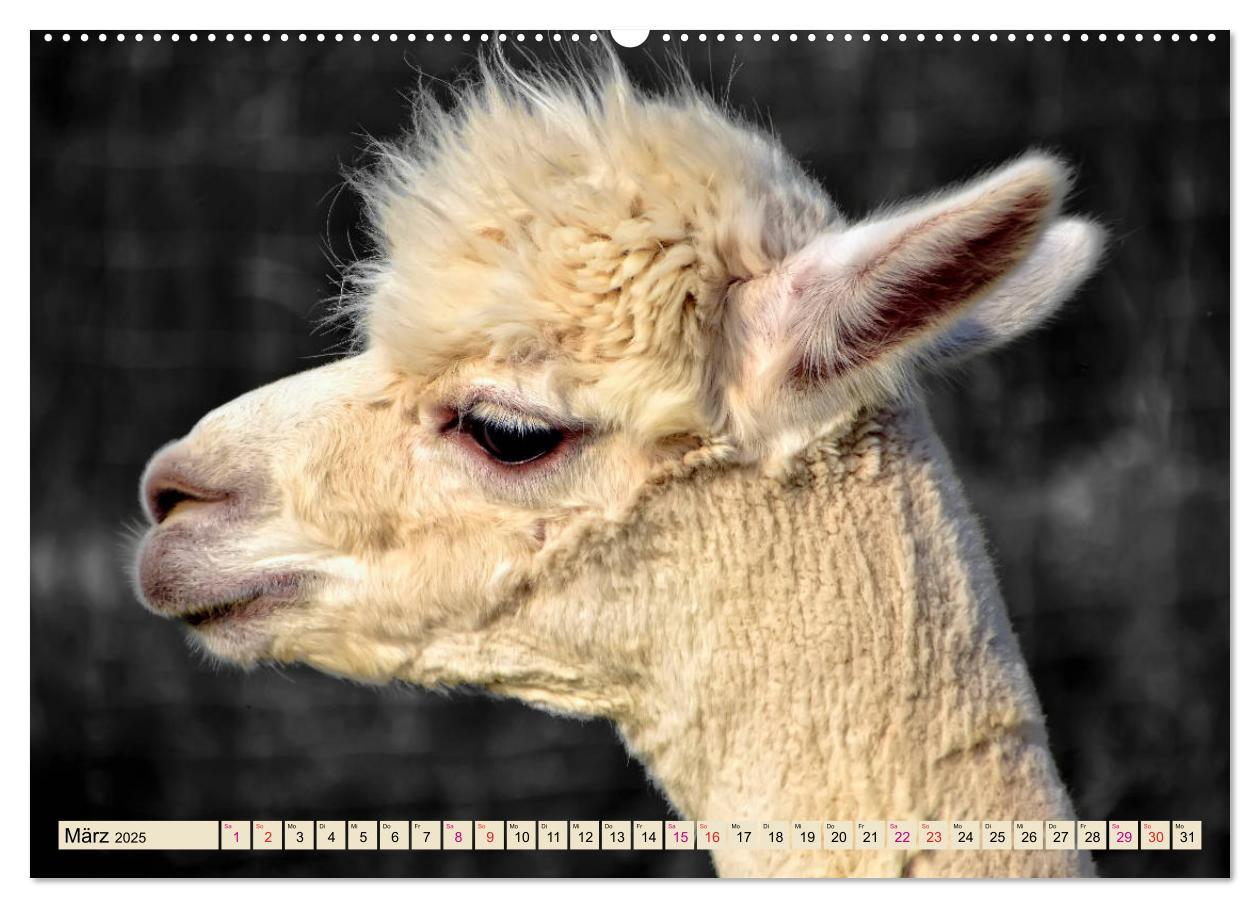 Bild: 9783435364008 | Alpaka Gesichter (Wandkalender 2025 DIN A2 quer), CALVENDO...