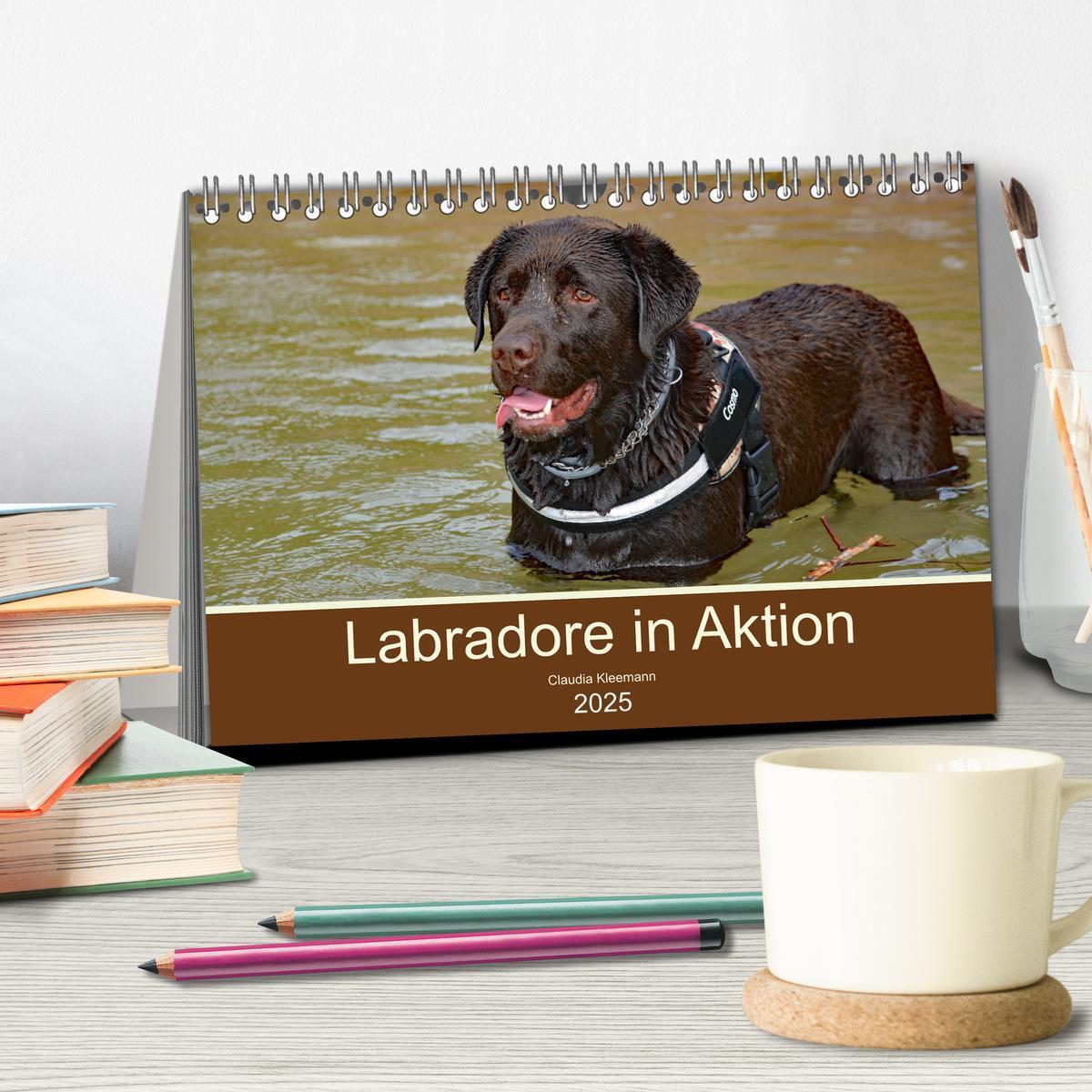 Bild: 9783435038565 | Labradore in Aktion (Tischkalender 2025 DIN A5 quer), CALVENDO...